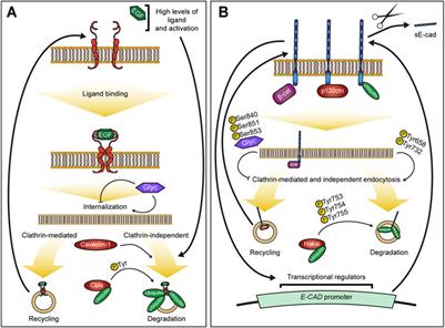 The Cross-Talk Between EGFR and E-Cadherin